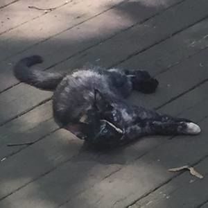 Meet your Posher, Joanne